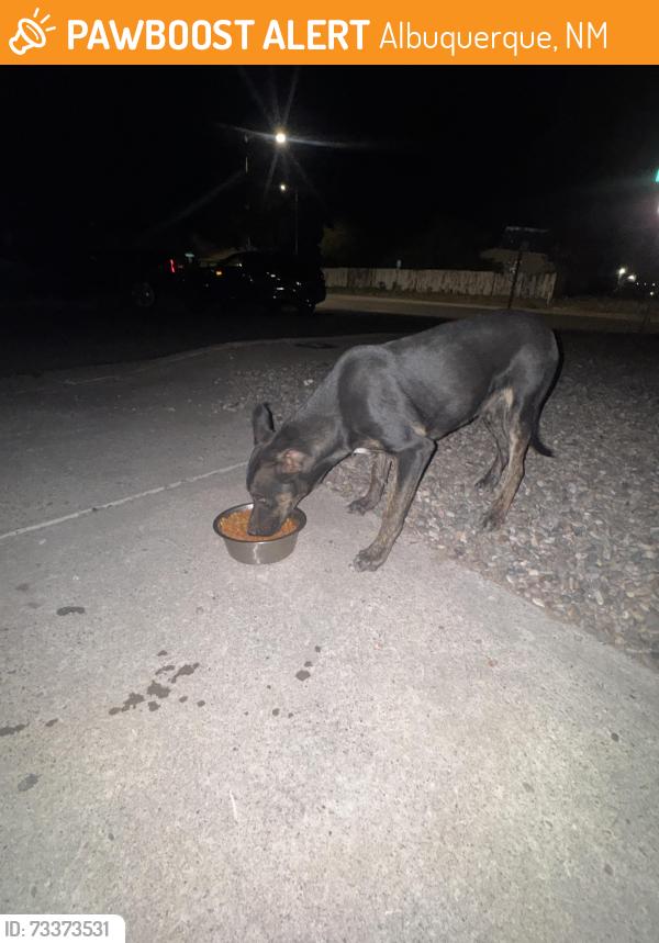 Found/Stray Male Dog last seen Nambe and Chelwood Park, Albuquerque, NM 87123