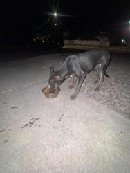 Found/Stray Male Dog last seen Nambe and Chelwood Park, Albuquerque, NM 87123