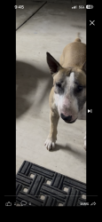 Lost Male Dog last seen Near N flores st, San Bernardino, CA 92407