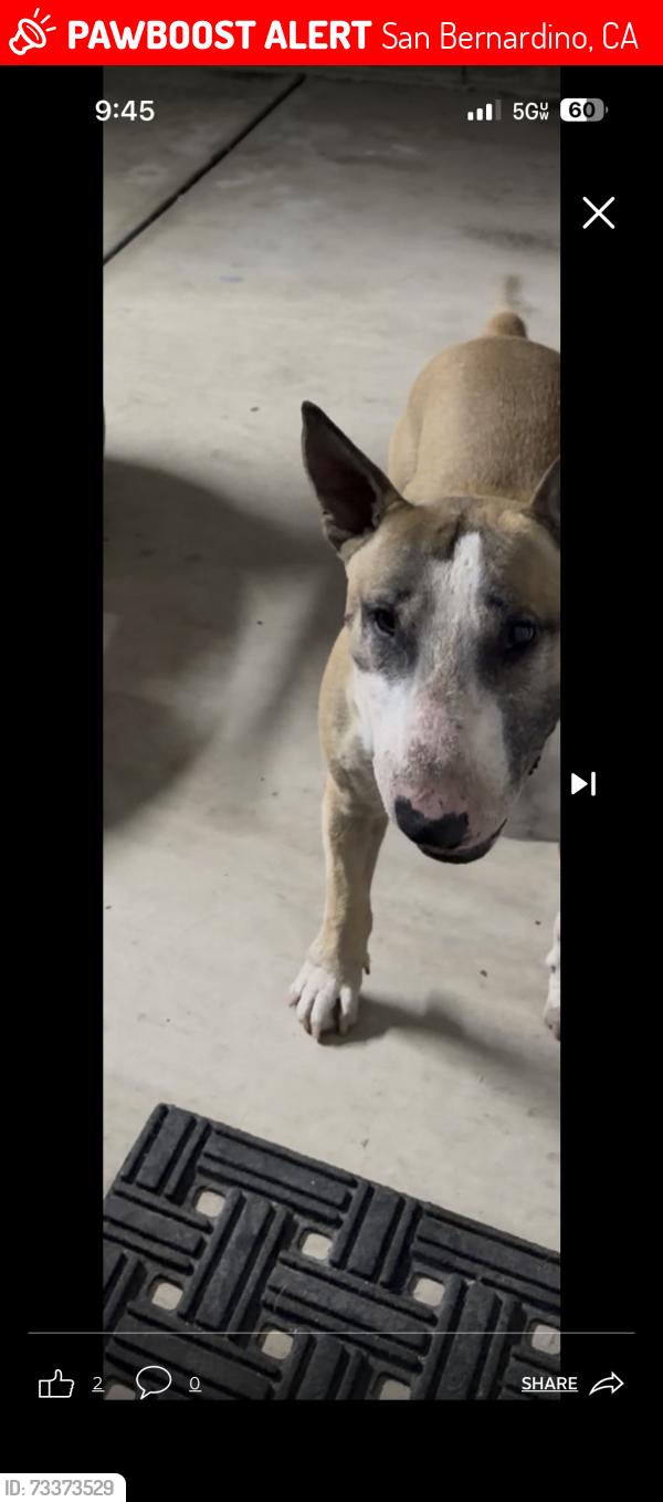 Lost Male Dog last seen Near N flores st, San Bernardino, CA 92407