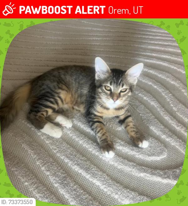 Lost Female Cat last seen S Main St & W 2000 S, Orem, UT 84058
