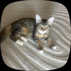 Lost Female Cat last seen S Main St & W 2000 S, Orem, UT 84058