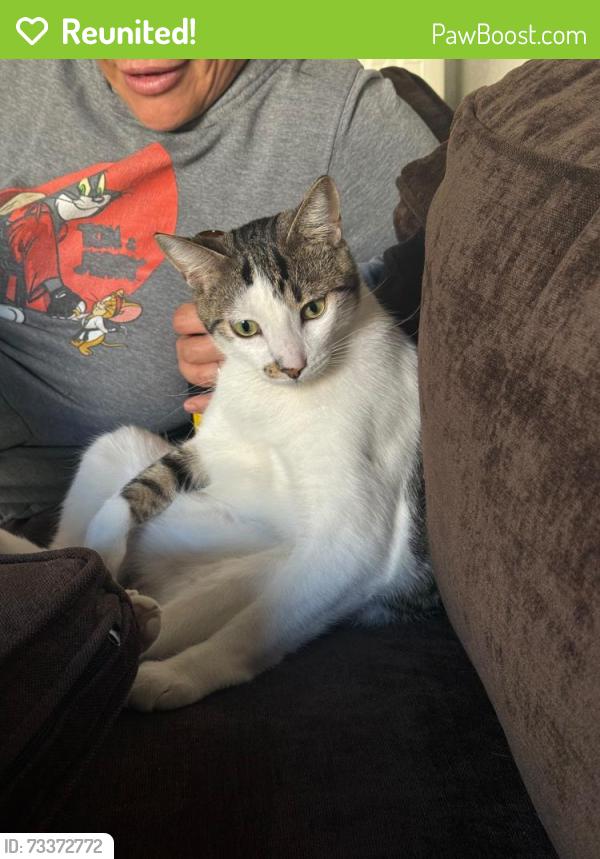Reunited Male Cat last seen Near Edison Ave Sacramento California 95821, Sacramento, CA 95821