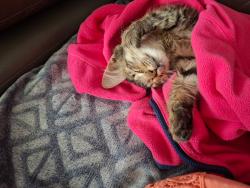 Lost Male Cat last seen West Pleasant ridge, Hammond, LA 70403