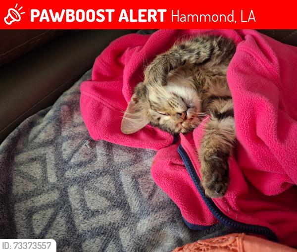 Lost Male Cat last seen West Pleasant ridge, Hammond, LA 70403