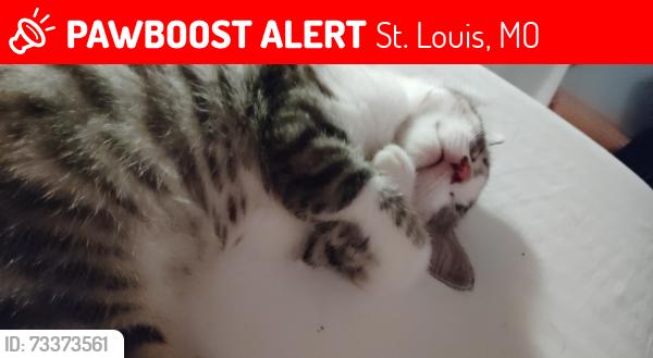 Lost Male Cat last seen Holly hills and colorado, St. Louis, MO 63111