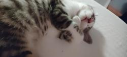 Lost Male Cat last seen Holly hills and colorado, St. Louis, MO 63111