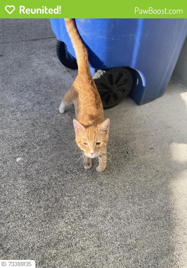 Reunited Male Cat last seen Renton Ridge cndmniums, Renton, WA 98056