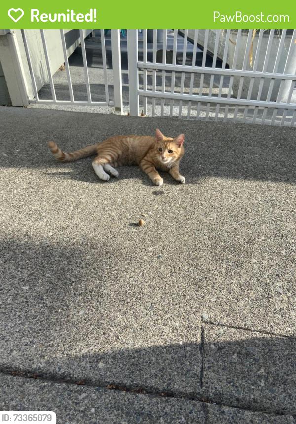 Reunited Male Cat last seen NE 12th, Renton, WA 98056