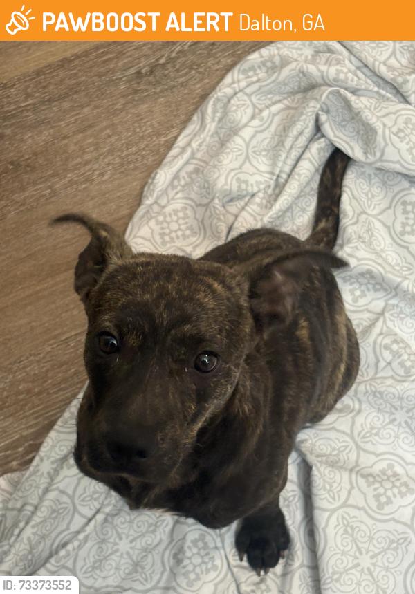 Found/Stray Male Dog last seen Near springs rd by the gas station, Dalton, GA 30720