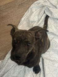 Found/Stray Male Dog last seen Near springs rd by the gas station, Dalton, GA 30720