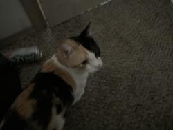 Lost Female Cat last seen La branch street Salem Oregon, Salem, OR 97317