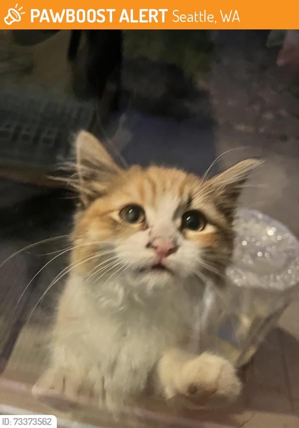 Found/Stray Female Cat last seen S Holly Park Drive, 39th Ave S, Seattle, WA 98108