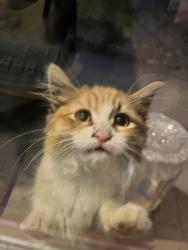 Found/Stray Female Cat last seen S Holly Park Drive, 39th Ave S, Seattle, WA 98108