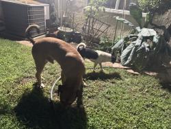 Found/Stray Male Dog last seen California Ave and Tyler St, Riverside, CA 92505