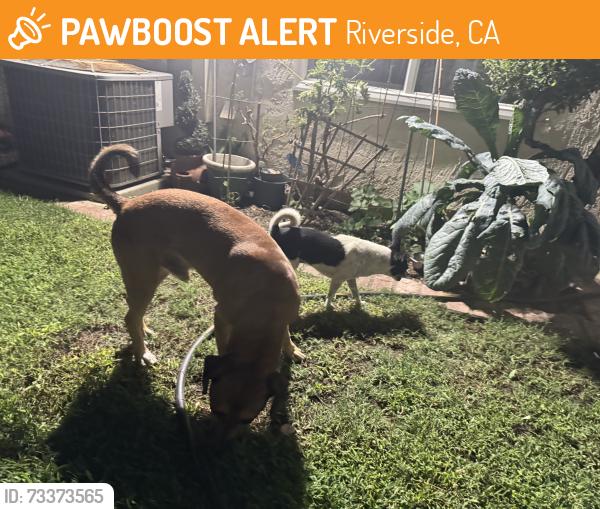 Found/Stray Male Dog last seen California Ave and Tyler St, Riverside, CA 92505