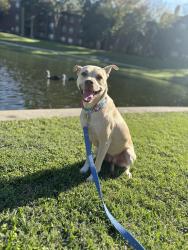 Lost Female Dog last seen Top golf hwy 6, Houston, TX 77084