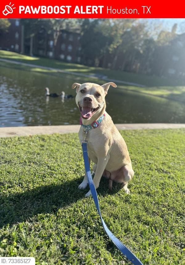 Lost Female Dog last seen Top golf hwy 6, Houston, TX 77084