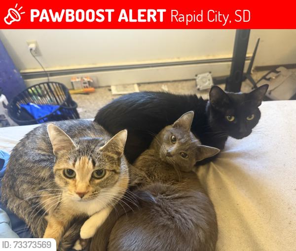 Lost Female Cat last seen Robinsdale park, Rapid City, SD 57701