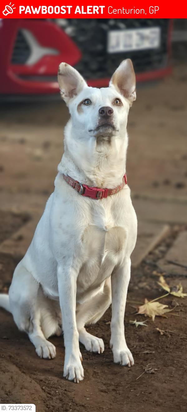 Lost Female Dog last seen Saxby spar, Centurion, GP 0157