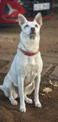 Lost Female Dog last seen Saxby spar, Centurion, GP 0157