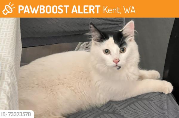 Found/Stray Male Cat last seen Carpinito Farm, Kent, WA 98032