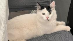 Found/Stray Male Cat last seen Carpinito Farm, Kent, WA 98032