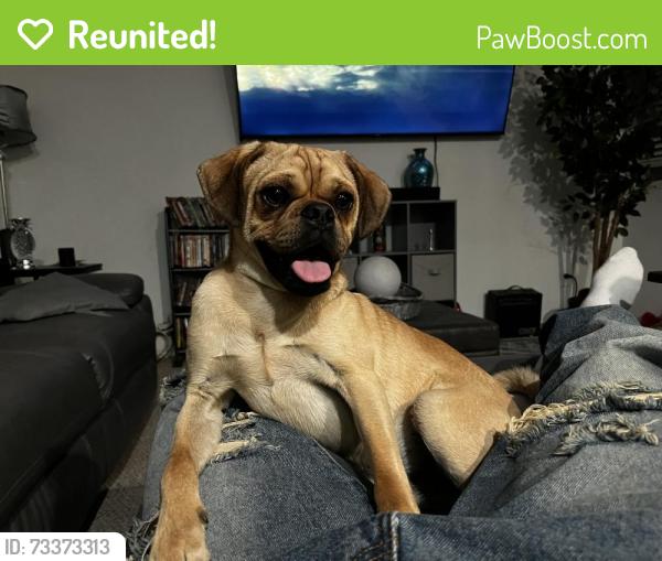Reunited Male Dog last seen 11th Avenue, Victorville, CA 92395