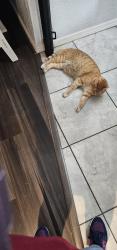 Reunited Male Cat last seen Hefner and McKinley, Oklahoma City, OK 73120