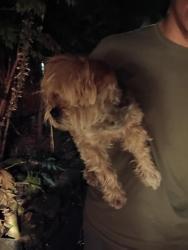 Reunited Unknown Dog last seen Kingbird Way and Kanob, Sacramento, CA 95842