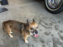 Found/Stray Male Dog last seen Palm Valley Phase 1, Goodyear, AZ 85395