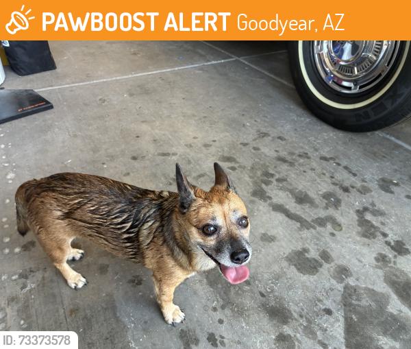 Found/Stray Male Dog last seen Palm Valley Phase 1, Goodyear, AZ 85395