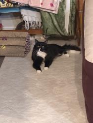 Lost Male Cat last seen Apparments 19west, Lubbock, TX 79407