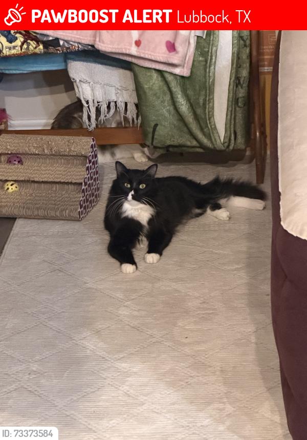 Lost Male Cat last seen Apparments 19west, Lubbock, TX 79407