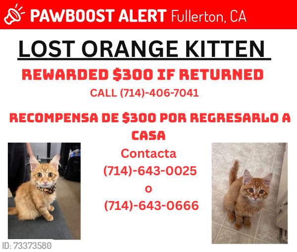 Lost Female Cat last seen Planet Fitness, Fullerton, CA 92831