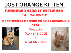 Lost Female Cat last seen Planet Fitness, Fullerton, CA 92831