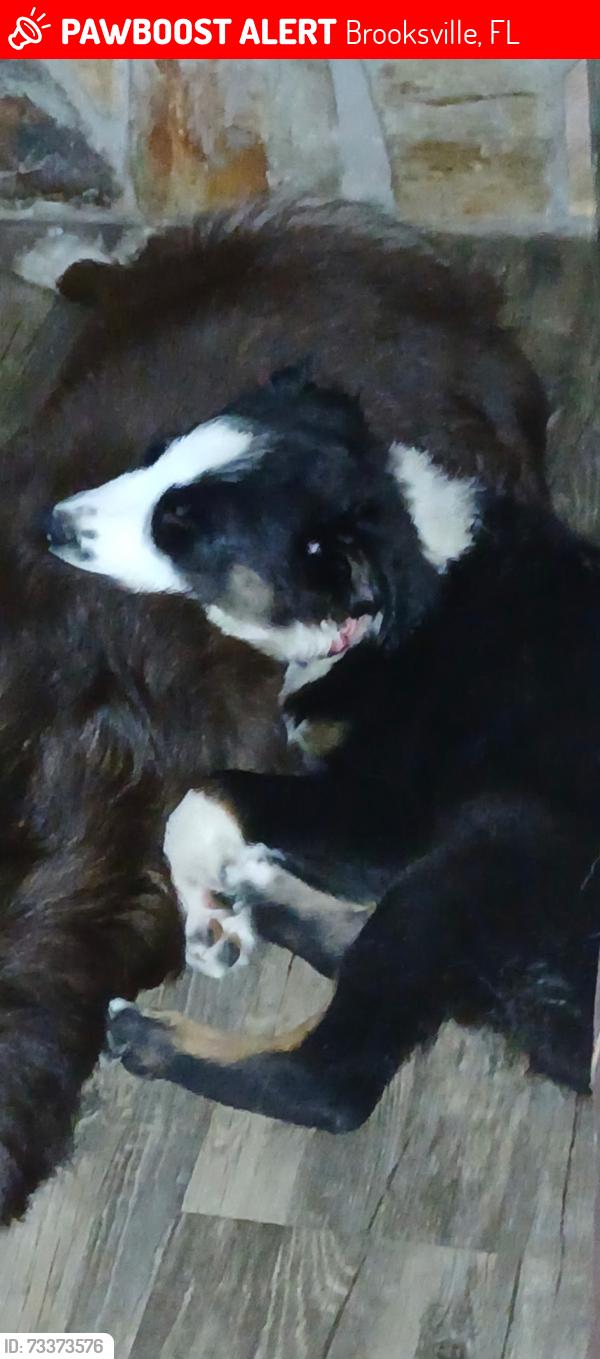 Lost Male Dog last seen Off of Lake Lindsey Road, near the Lake Lindsey Mall, Brooksville, FL 34601