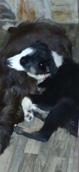 Lost Male Dog last seen Off of Lake Lindsey Road, near the Lake Lindsey Mall, Brooksville, FL 34601