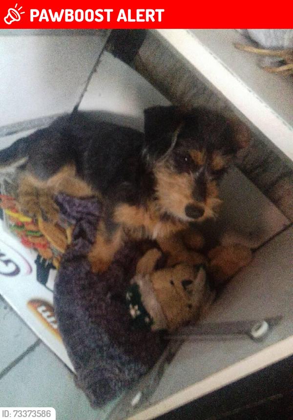 Lost Female Dog last seen Rua Jorge faustino da Silva, Jardim dos Eucaliptos, PR 83311-070