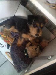 Lost Female Dog last seen Rua Jorge faustino da Silva, Jardim dos Eucaliptos, PR 83311-070