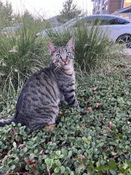 Found/Stray Female Cat last seen Near se otty rd happy valley or 97086, Portland, OR 97222