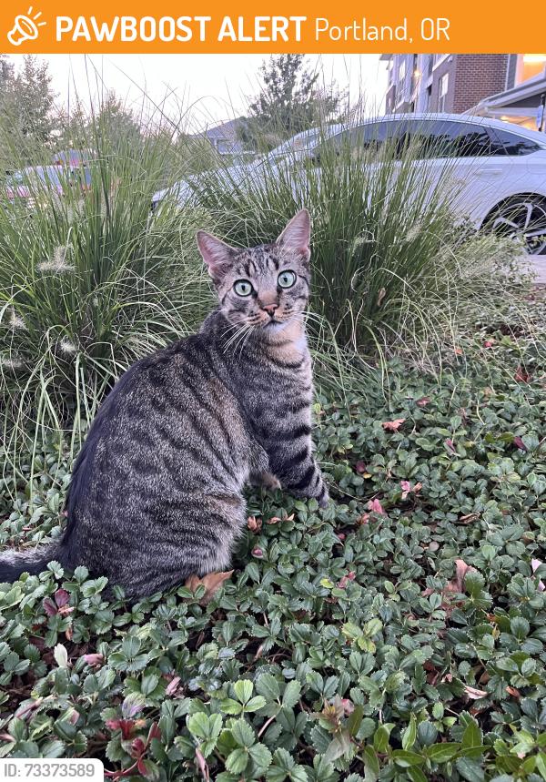 Found/Stray Female Cat last seen Near se otty rd happy valley or 97086, Portland, OR 97222