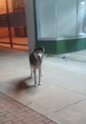 Found/Stray Female Dog last seen Beard and main, Shawnee, OK 74801