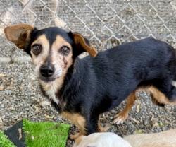 Shelter Stray Female Dog last seen Near Tanner Way, Oakland, CA, 1101 29th Ave, Oakland, CA 94601, USA