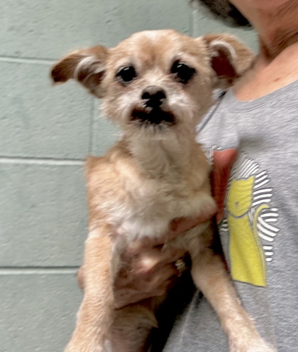 Shelter Stray Female Dog last seen San Pablo and W. Grand, Oakland, CA, 1101 29th Ave, Oakland, CA 94601, USA
