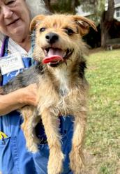 Shelter Stray Male Dog last seen Near Belvedere, Oakland, CA, 1101 29th Ave, Oakland, CA 94601, USA