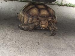 Lost Male Reptile last seen Near markum court in back yard, Richmond, TX 77469