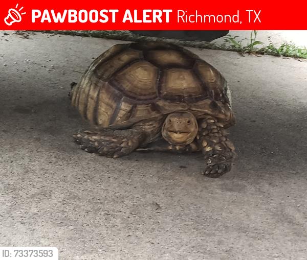 Lost Male Reptile last seen Near markum court in back yard, Richmond, TX 77469