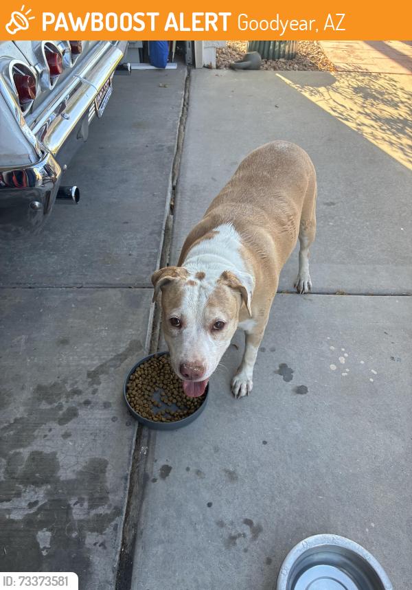 Found/Stray Female Dog last seen Palm valley phase 1, Goodyear, AZ 85395