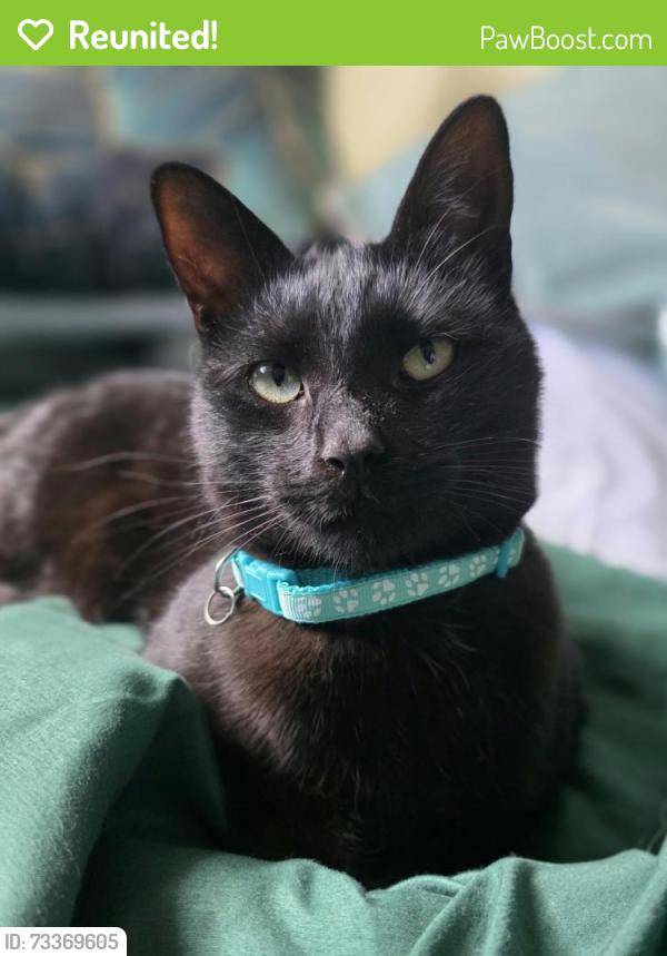 Reunited Male Cat last seen New Cross, Greater London, England SE14 5DN